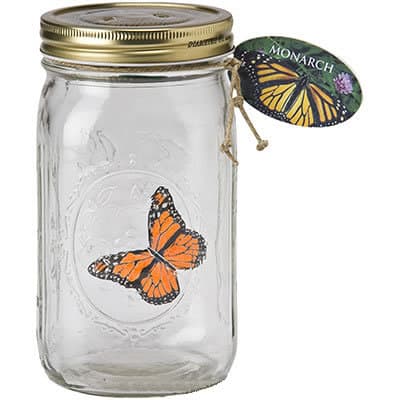 Бабочка-монарх в стеклянной банке