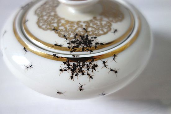 Hand-Painted Ants Crawling on Vintage Porcelain Dishes