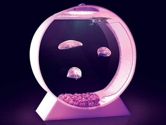 Desktop Jellyfish Tank
