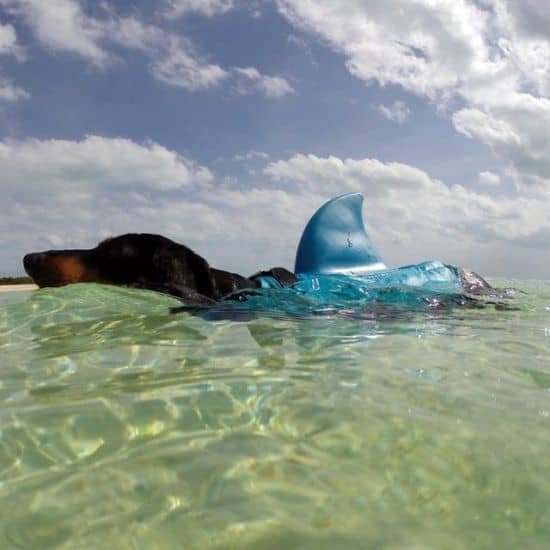 Shark Doggie Swim Vest