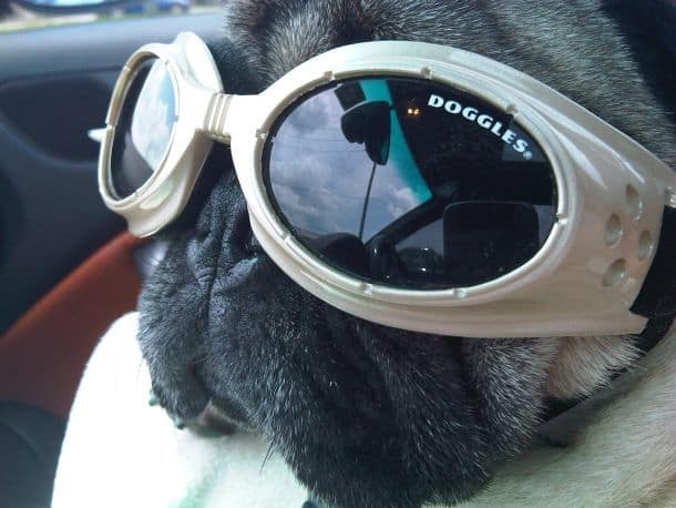 Doggles