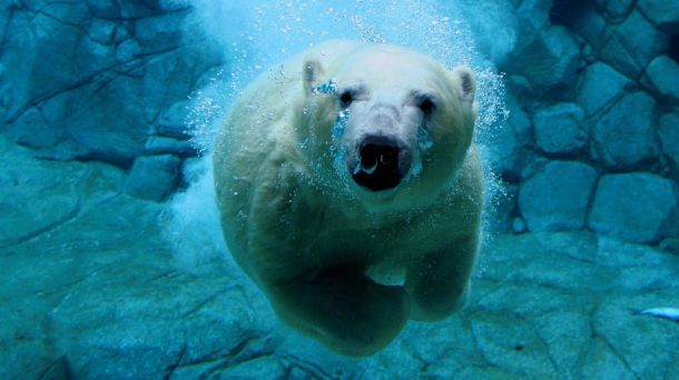 Polar Bear Underwater Attack Wall Mural