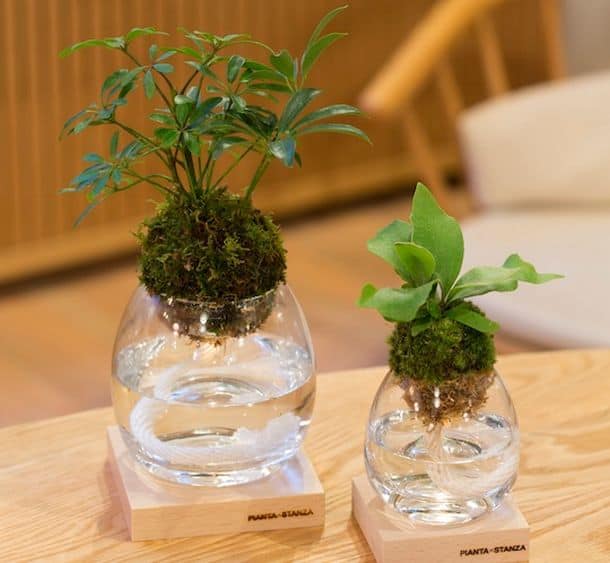 Декоративная лампа с комнатными растениями Torch Plant