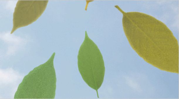 Набор бумажных термометров в виде листьев ясеня