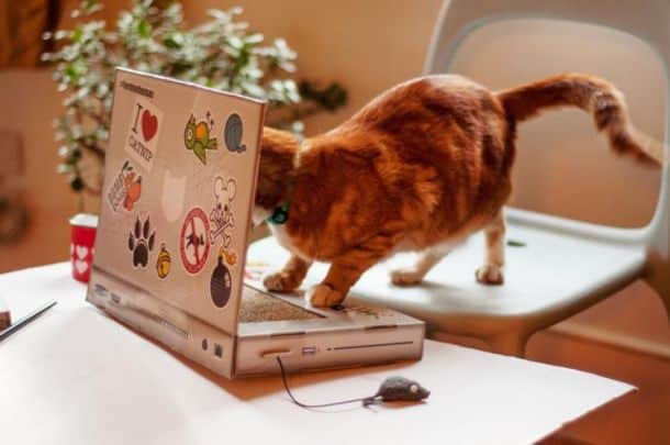 Кошачий ноутбук