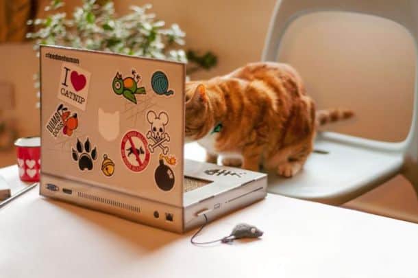 Кошачий ноутбук