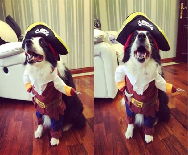 Костюм пирата для кошек и собак