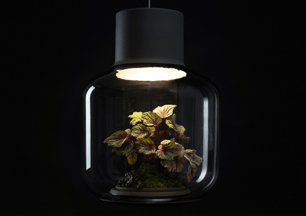 Лампы с живыми растениями Mydgal