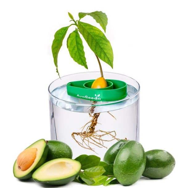 Комплект для комнатного выращивания авокадо AvoSeedo