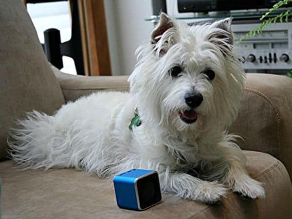 Bluetooth-колонка для домашних животных Pet Tunes