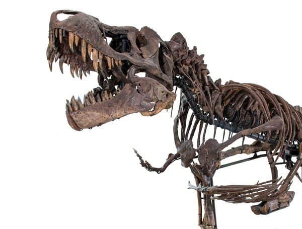 Подлинный скелет тиранозавра "Рузвельт"