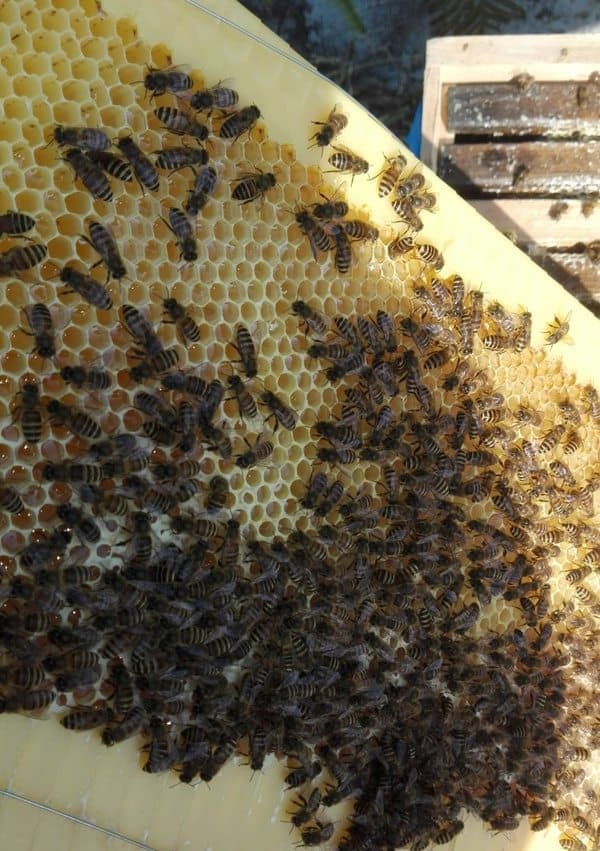 Пчелиный улей с функцией автоматического сбора мёда