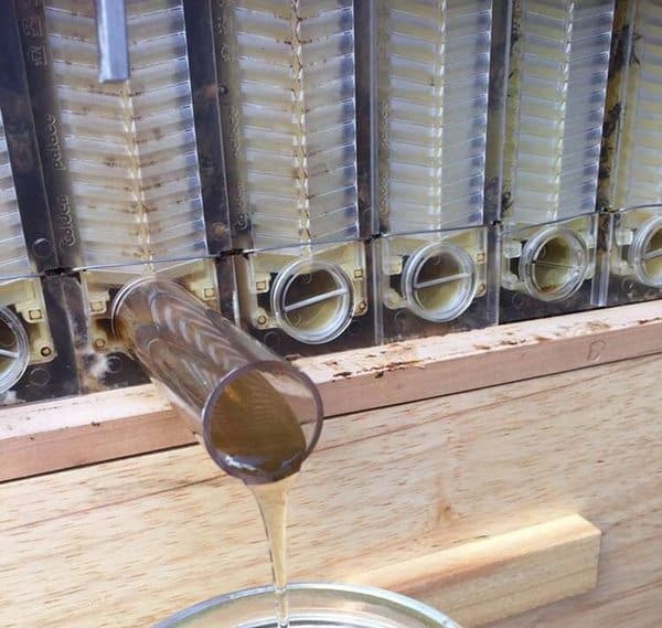 Пчелиный улей с функцией автоматического сбора мёда