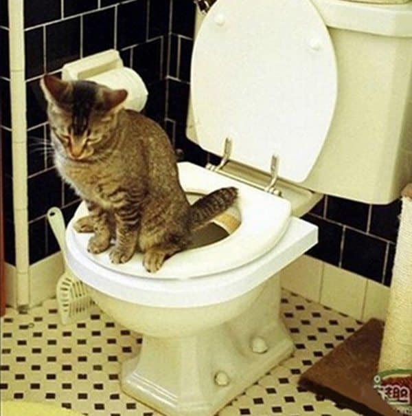 Лоток на унитаз для приучения кошек к туалету