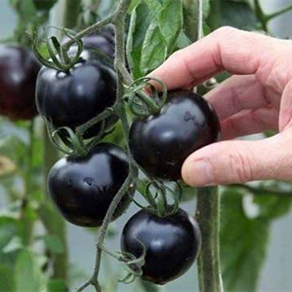 Семена чёрных томатов сорта "Индиго розовый"