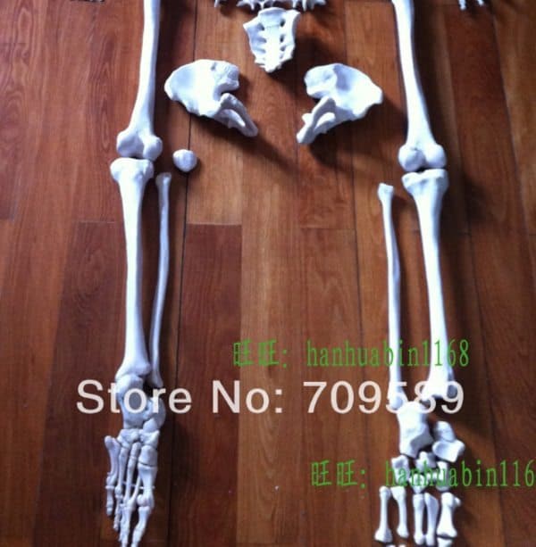 Пластиковая модель человеческого скелета в натуральную величину
