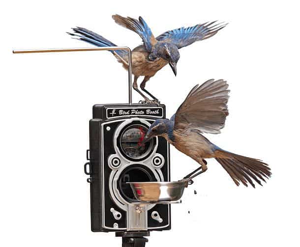Кормушка для птиц с фотоловушкой Bird Photo Booth 2.0