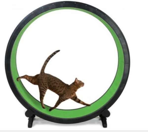 Фитнес-колесо для кошек